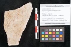 Foto (Objekt + Etikett) von Hypnum sagorianum Ettingshausen (NHMW-GEO-2024-0188-6734)